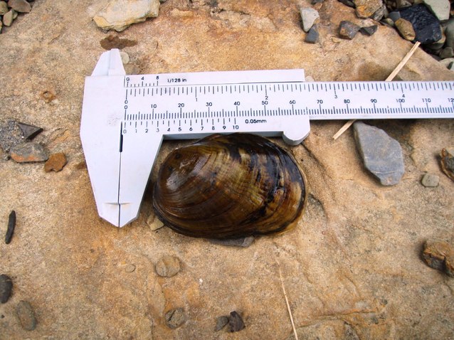 northern riffleshell